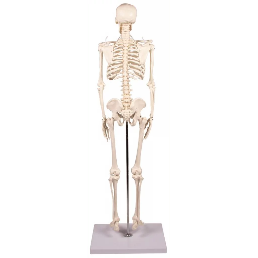 SKJELETT mini, "Tom" h: 80cm