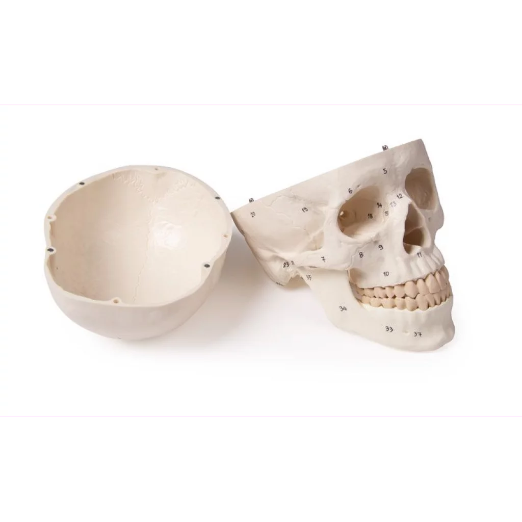 HODESKALLE 3-delt m/nummerering 4505