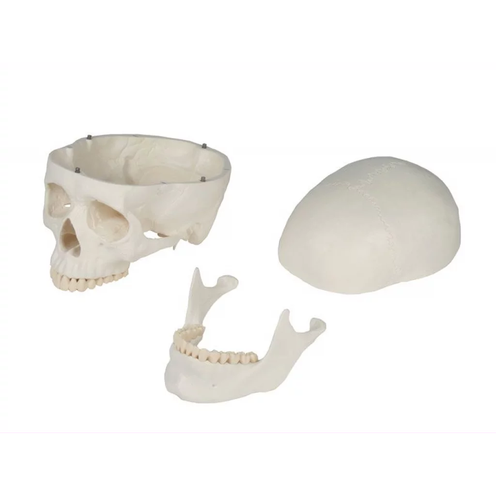 HODESKALLE 3 deler: Calvarium, basis og mandibula 4500
