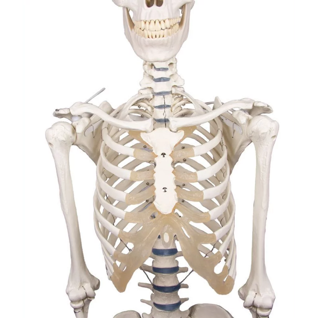 SKJELETT "WILLI" h:172 cm 3001