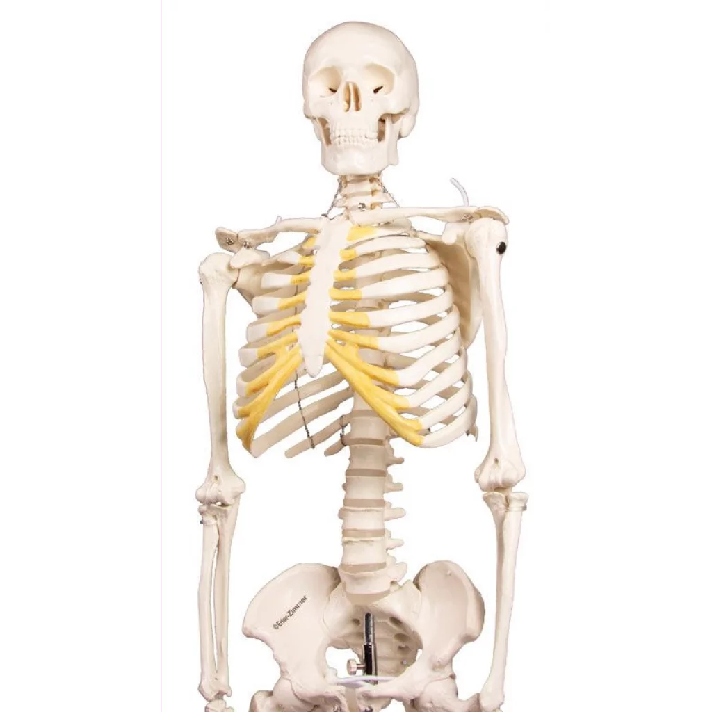 SKJELETT mini, "Tom" h: 80cm