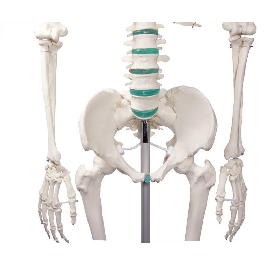 SKJELETT "Oscar" skolemodell, m/stativ h:172cm 2960