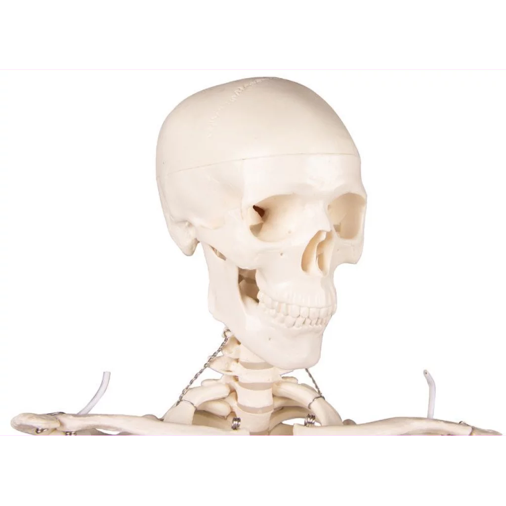 SKJELETT mini, "Tom" h: 80cm