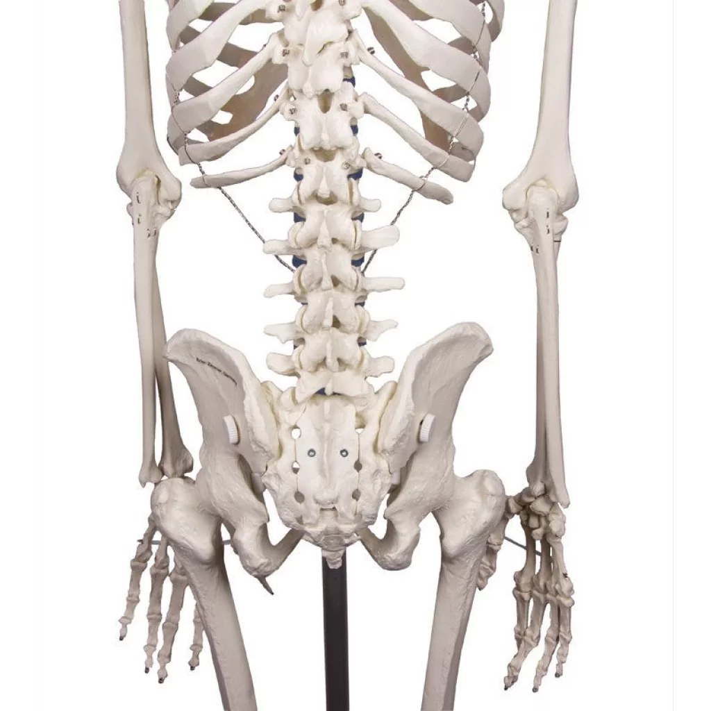 SKJELETT "WILLI" h:172 cm 3001