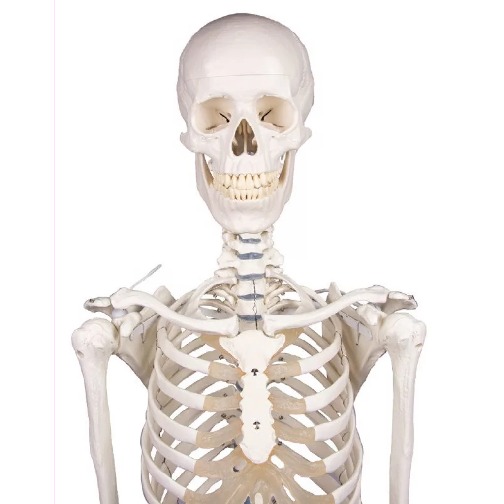 SKJELETT "WILLI" h:172 cm 3001