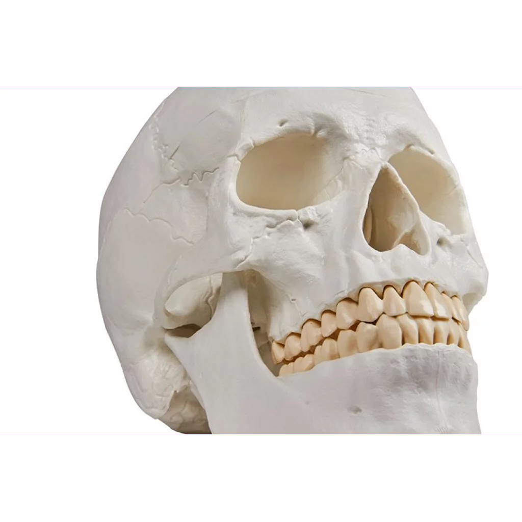HODESKALLE 3 deler: Calvarium, basis og mandibula 4500
