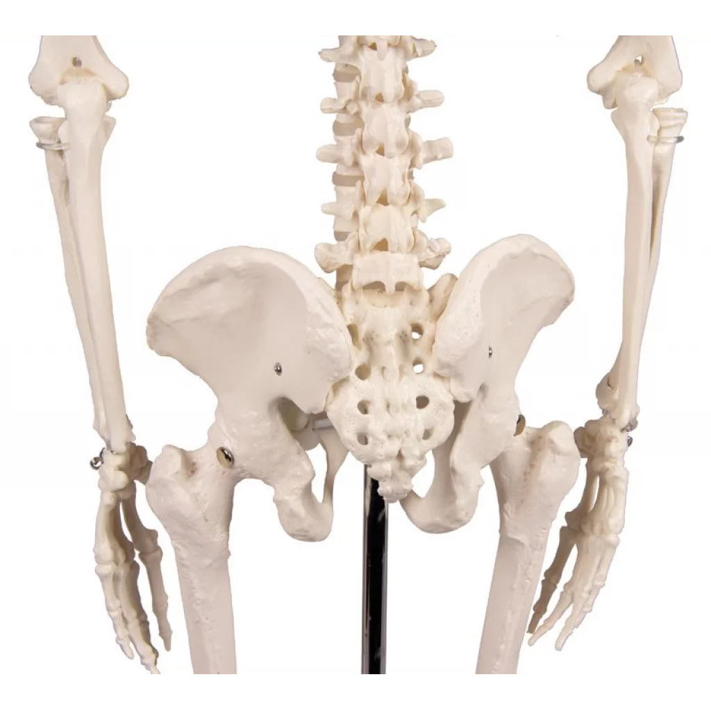 SKJELETT mini, "Tom" h: 80cm