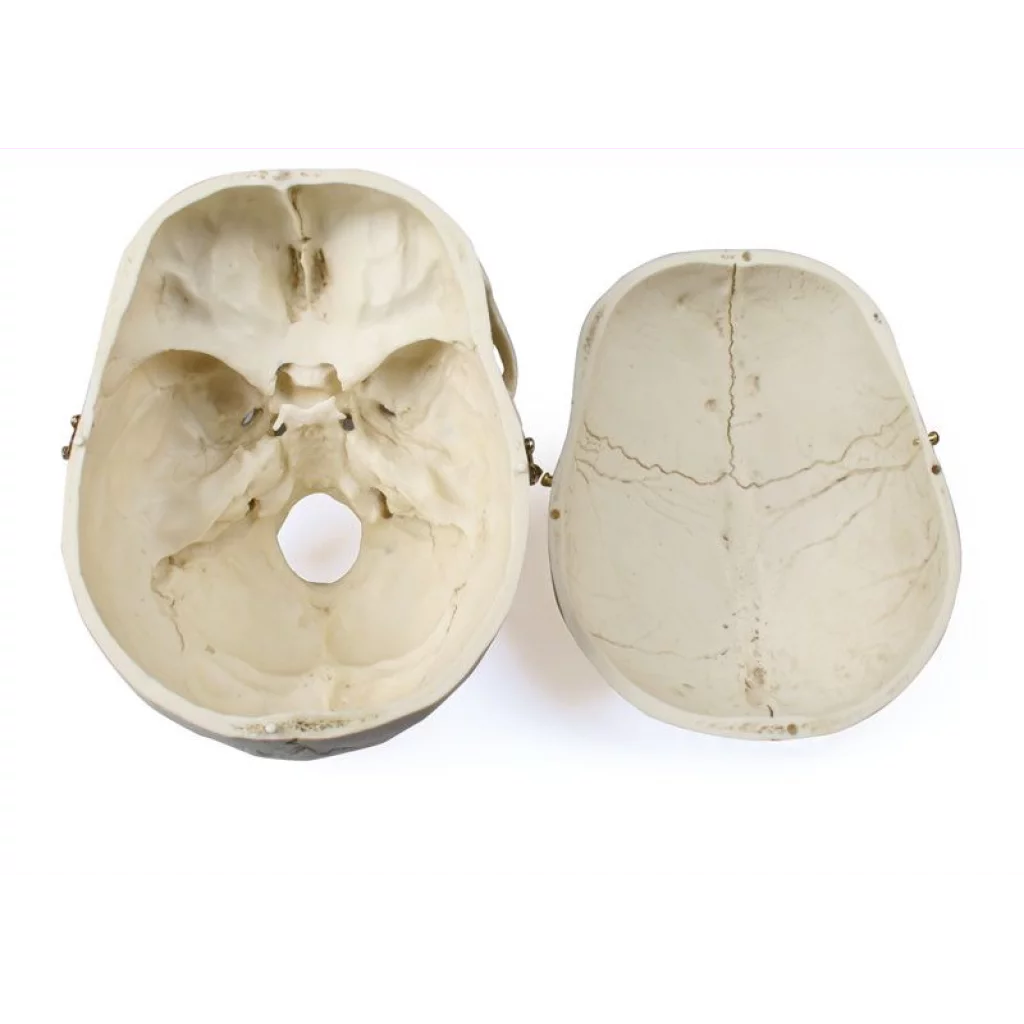 HODESKALLE  male 4710