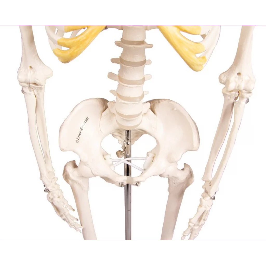 SKJELETT mini, "Tom" h: 80cm