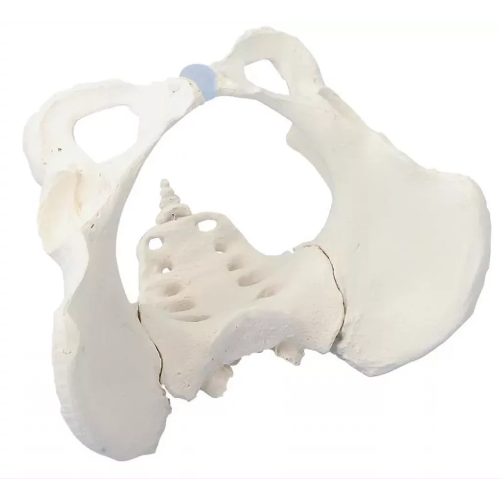 BEKKEN SKJELETT, kvinne 4054