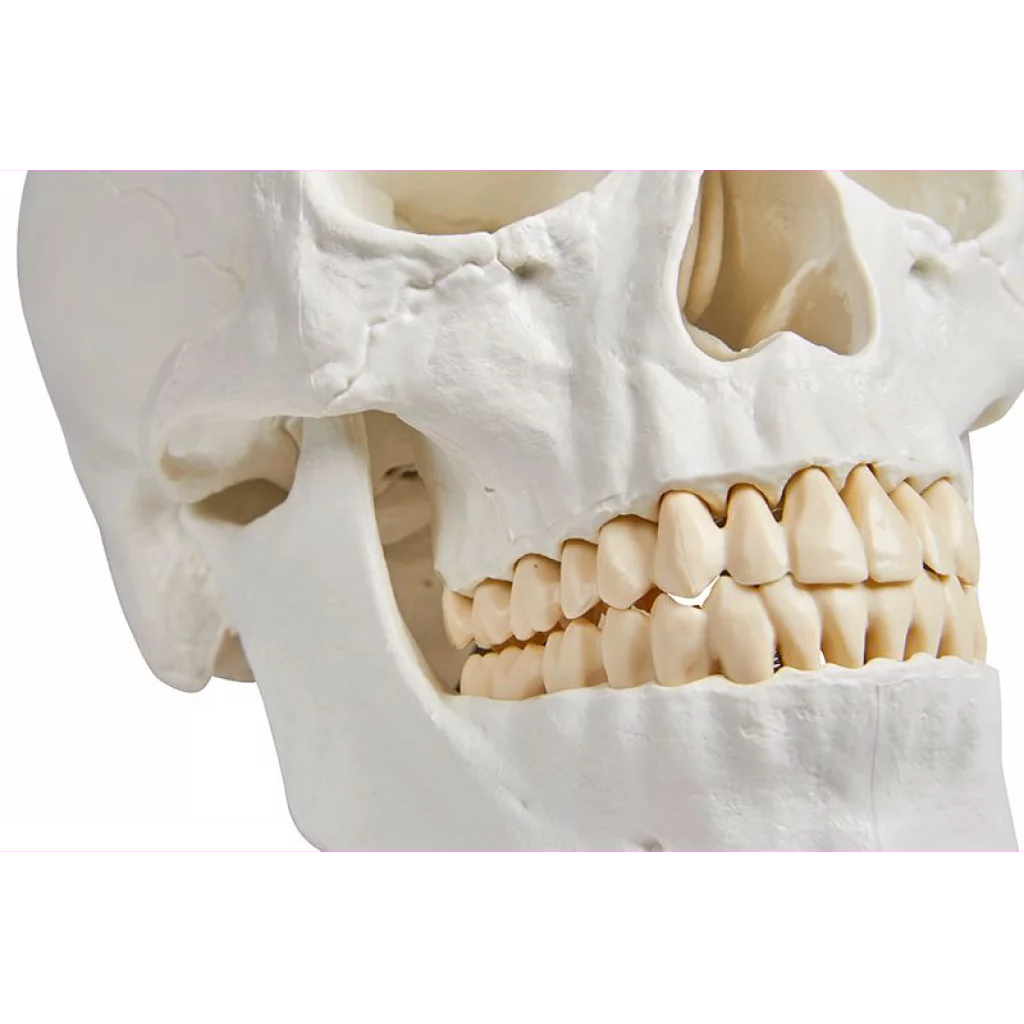 HODESKALLE 3 deler: Calvarium, basis og mandibula 4500