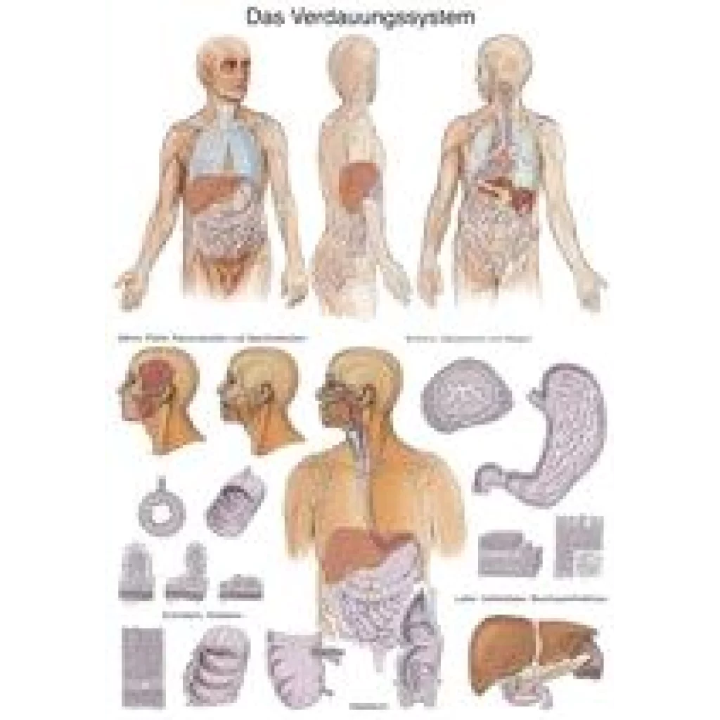 PLAKAT "Digestive system" 70x100 cm AL117 - plast