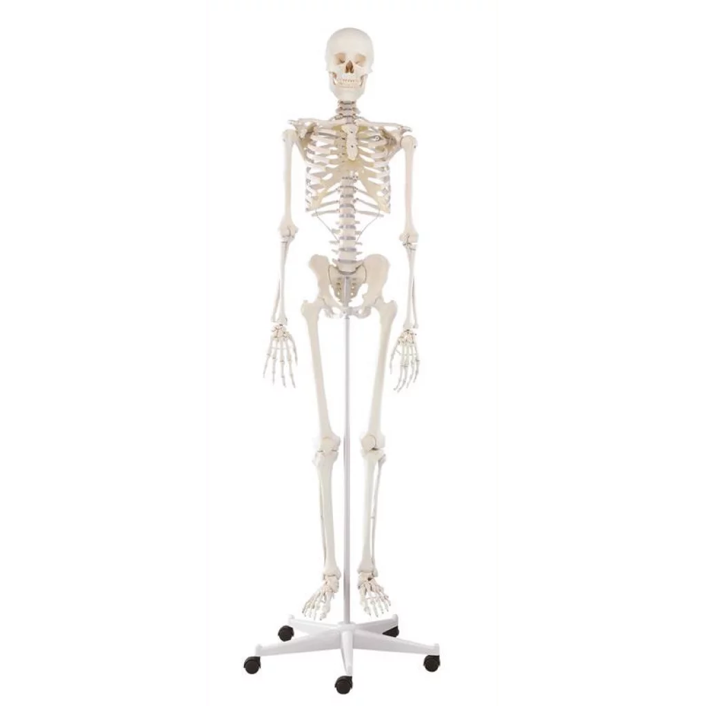 SKJELETT "WILLI" h:172 cm 3001