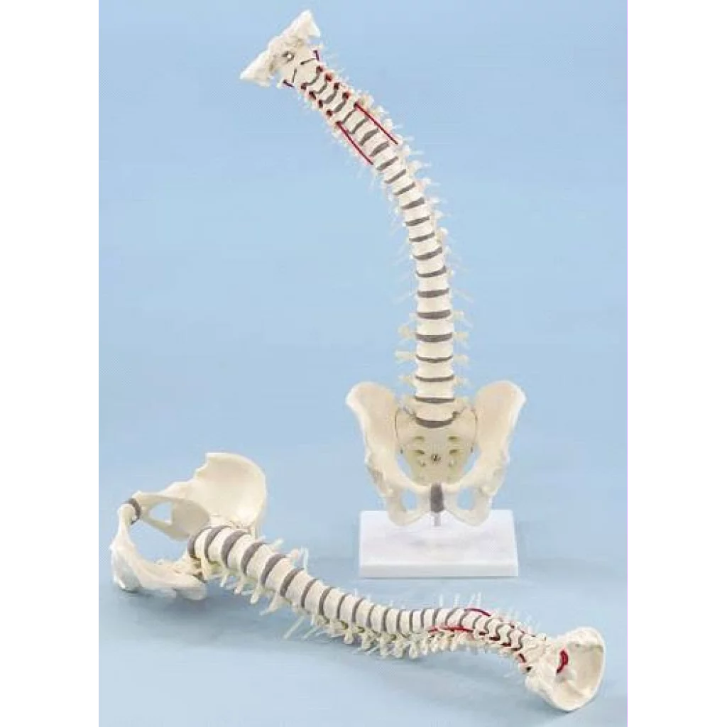 RYGGSØYLE bevegelig m/bekken og stativ 4006+4099