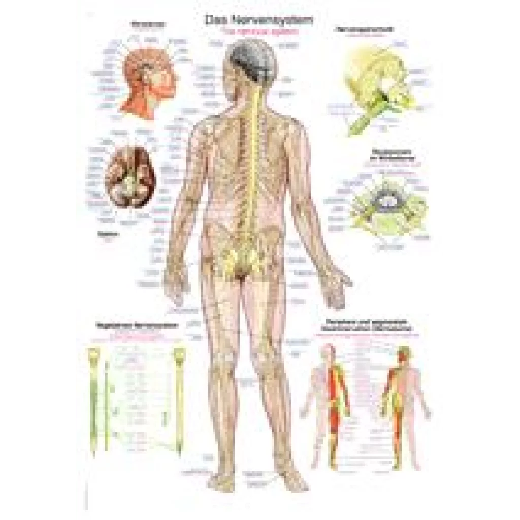 PLAKAT "Nervous system" 70x100 cm AL 105 - plast