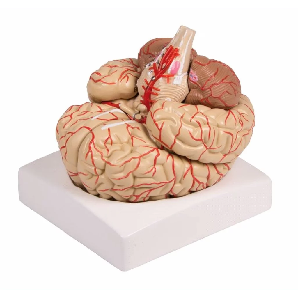 HJERNEMODELL 9 deler med arterier. m/bordholder - C220