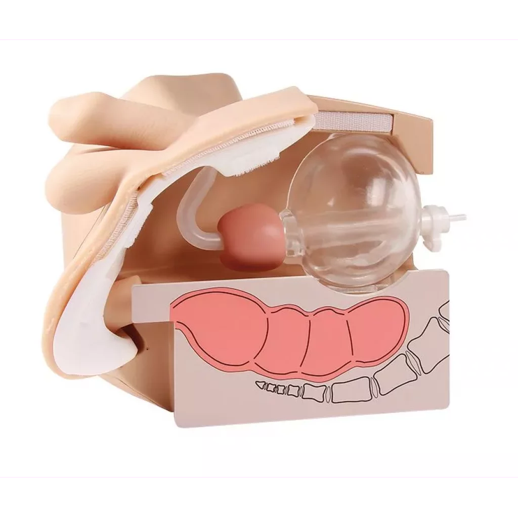 Kateteriseringsmodell, mann og Enema Simulator LM109