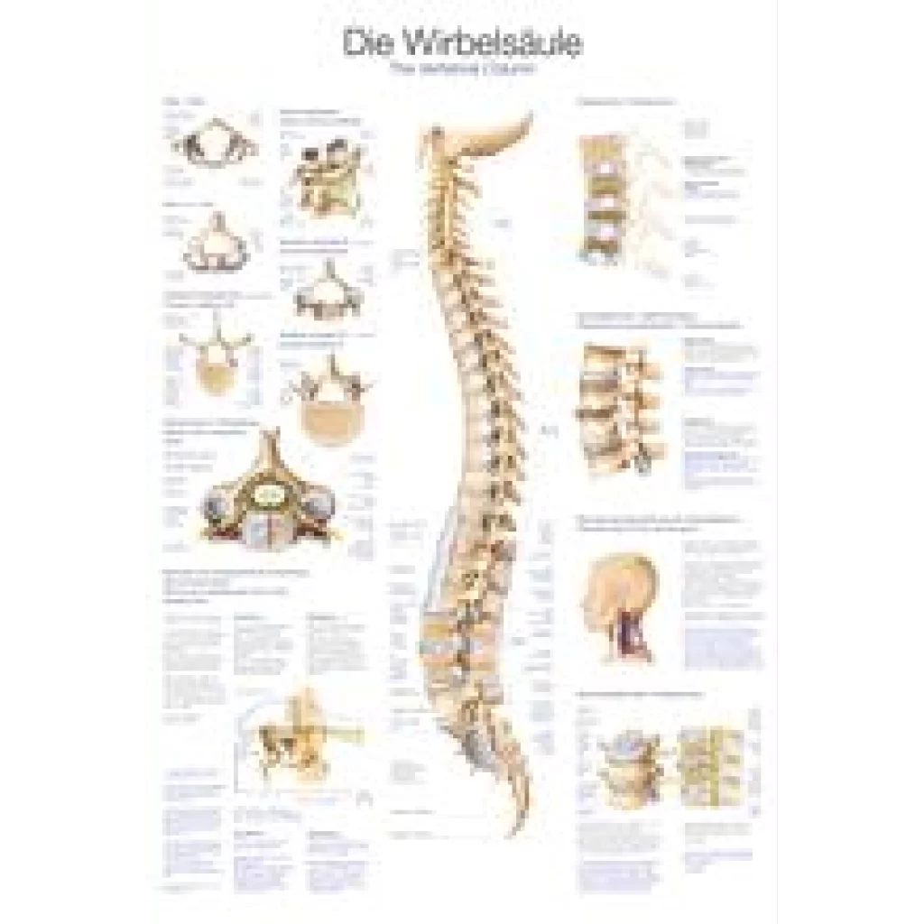PLAKAT "Lower Limb" 70x100 cm AL108 - plast
