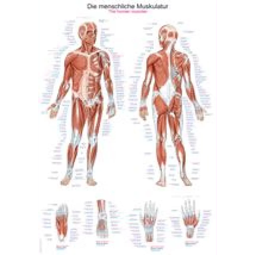 PLAKAT "Human musculature" 70x100 cm AL 100 - plast