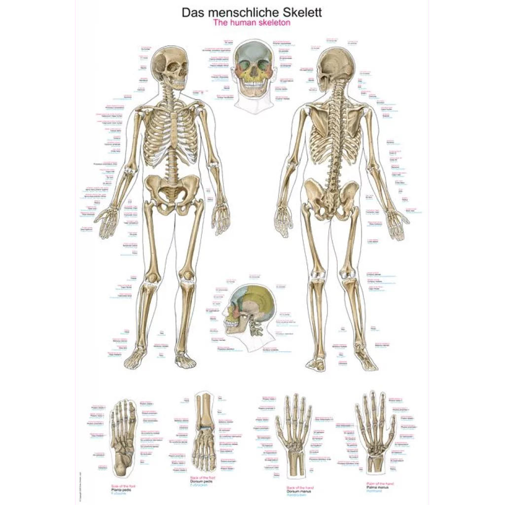 PLAKAT "Human skeleton" 50 x 70 cm AL502
