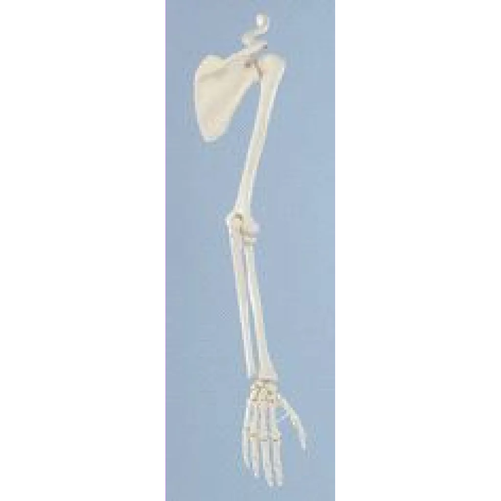 Skjelett av arm med skulderblad og kraveben 6016