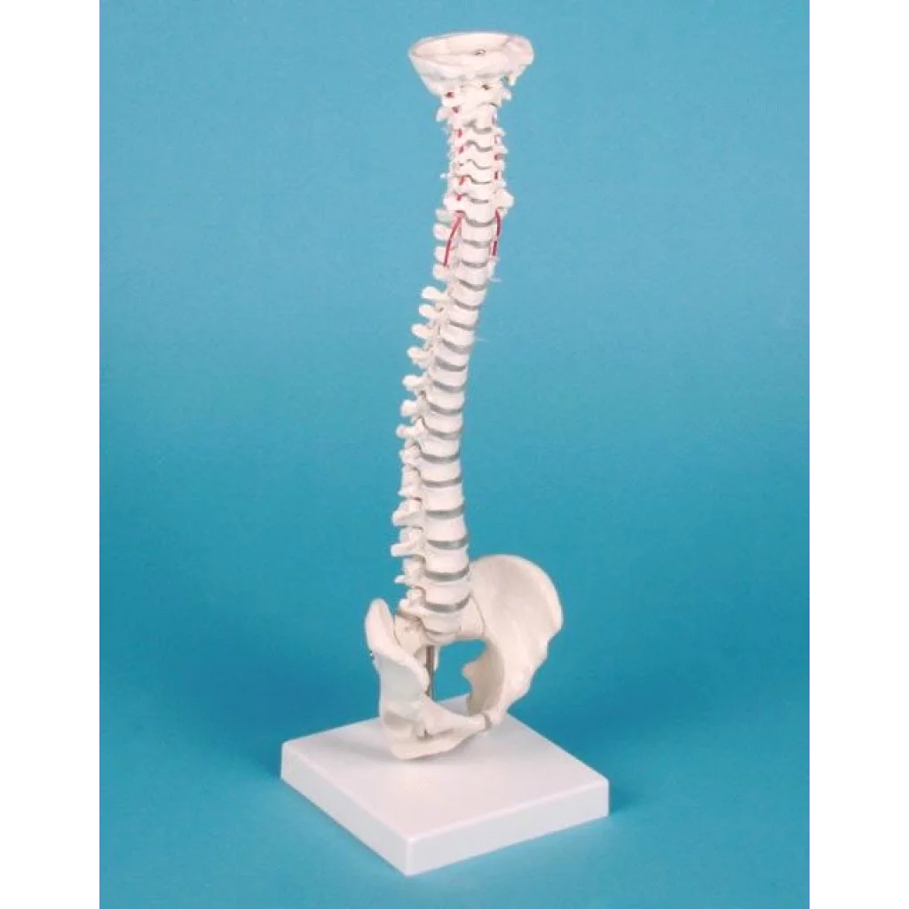 RYGGSØYLE, MINI m/bekken og stativ h.38 cm 4001