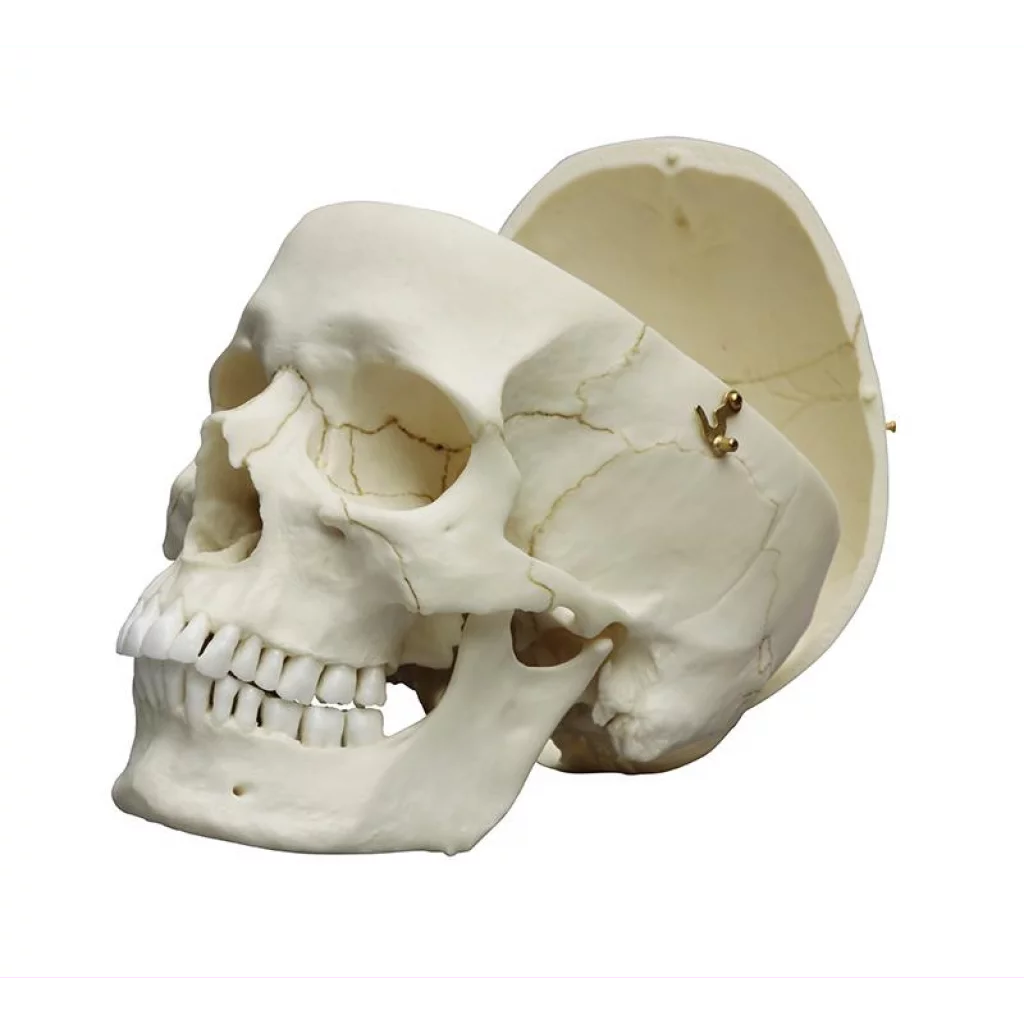 HODESKALLE  male 4710