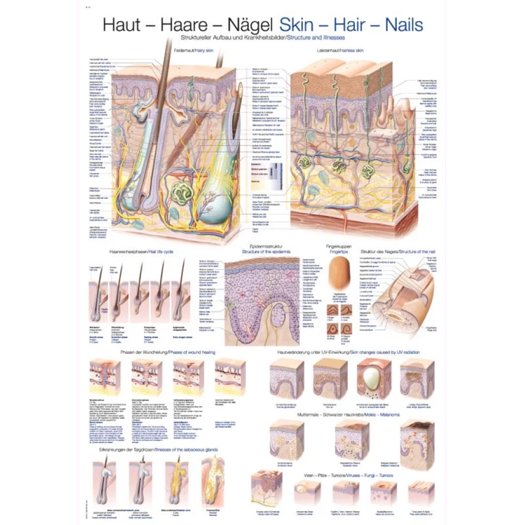 PLAKAT "Skin, hair and nails" 50 x 67 cm  AL521