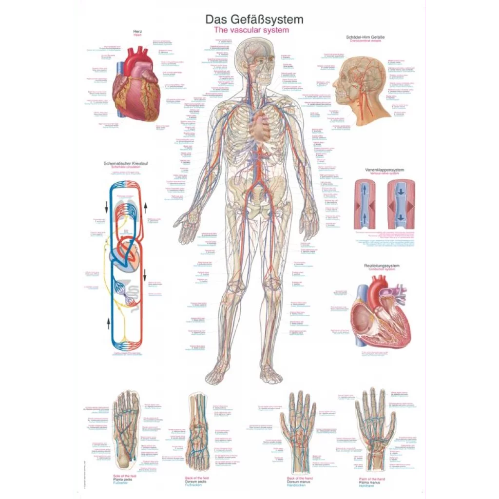 PLAKAT "The vascular system" 50x70 cm -   AL506