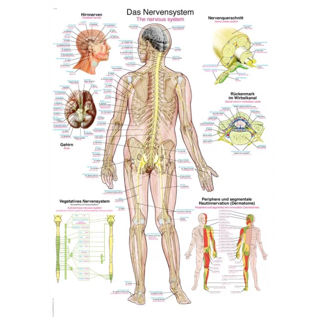 PLAKAT "Nervous system" 50x70 cm -   AL505