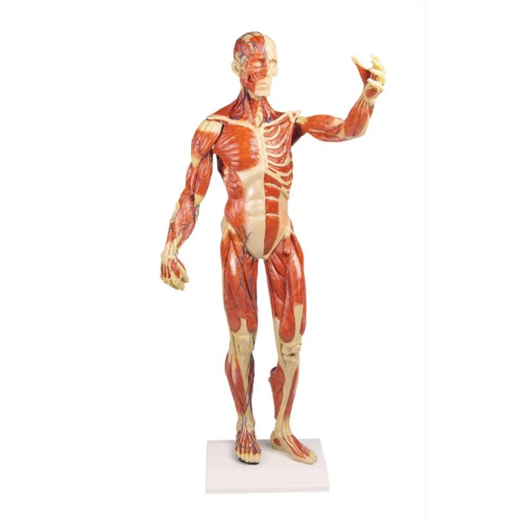 Muskelfigur mini, h: 62cm