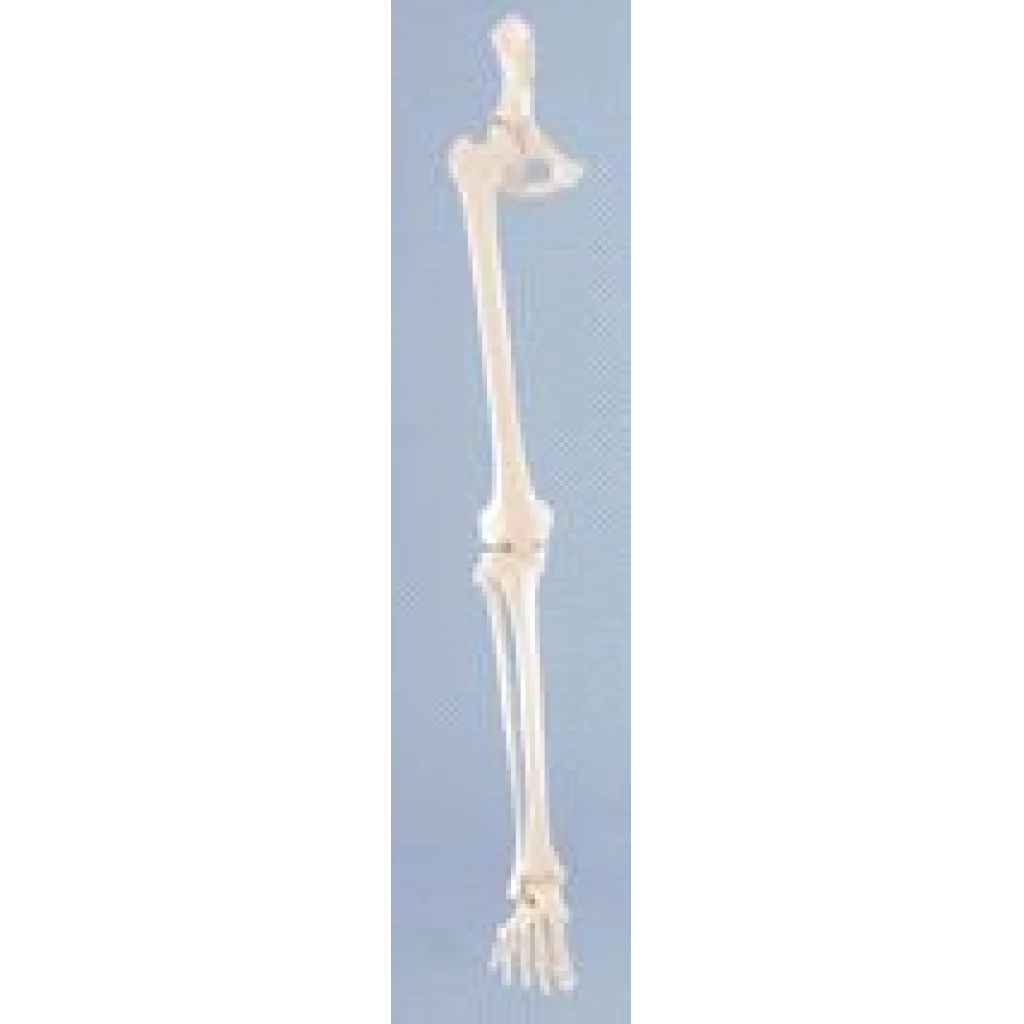 Skjelett av ben og halvt bekken 6068