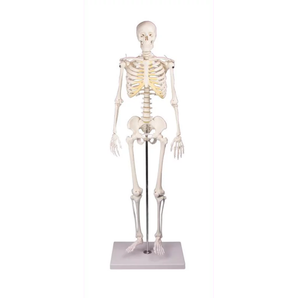 SKJELETT mini, "Tom" h: 80cm
