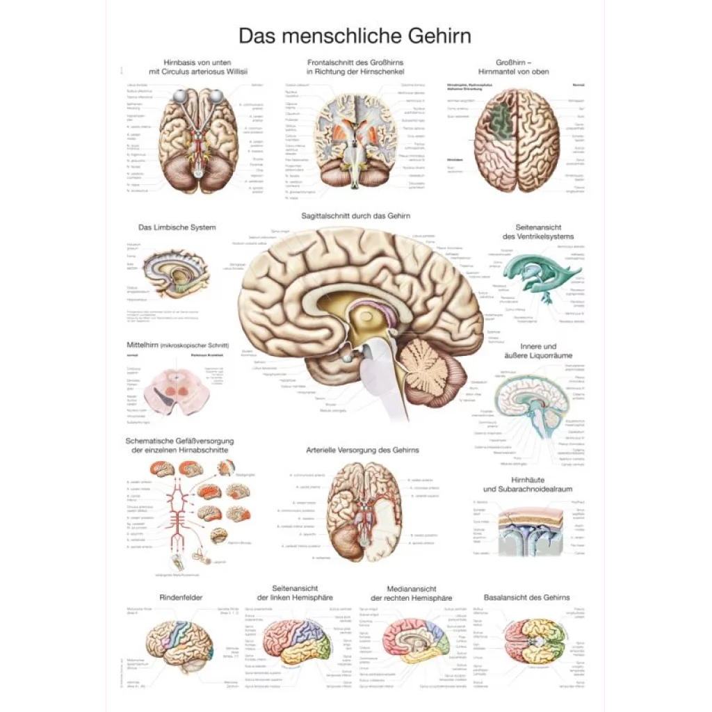 PLAKAT "The human brain" 70x100 cm AL114E