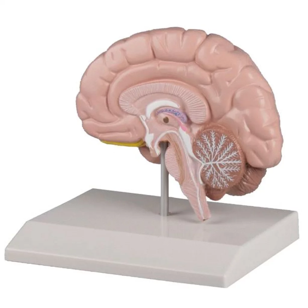 HJERNEMODELL 1/2 hjerne, naturlig størrelse - C215