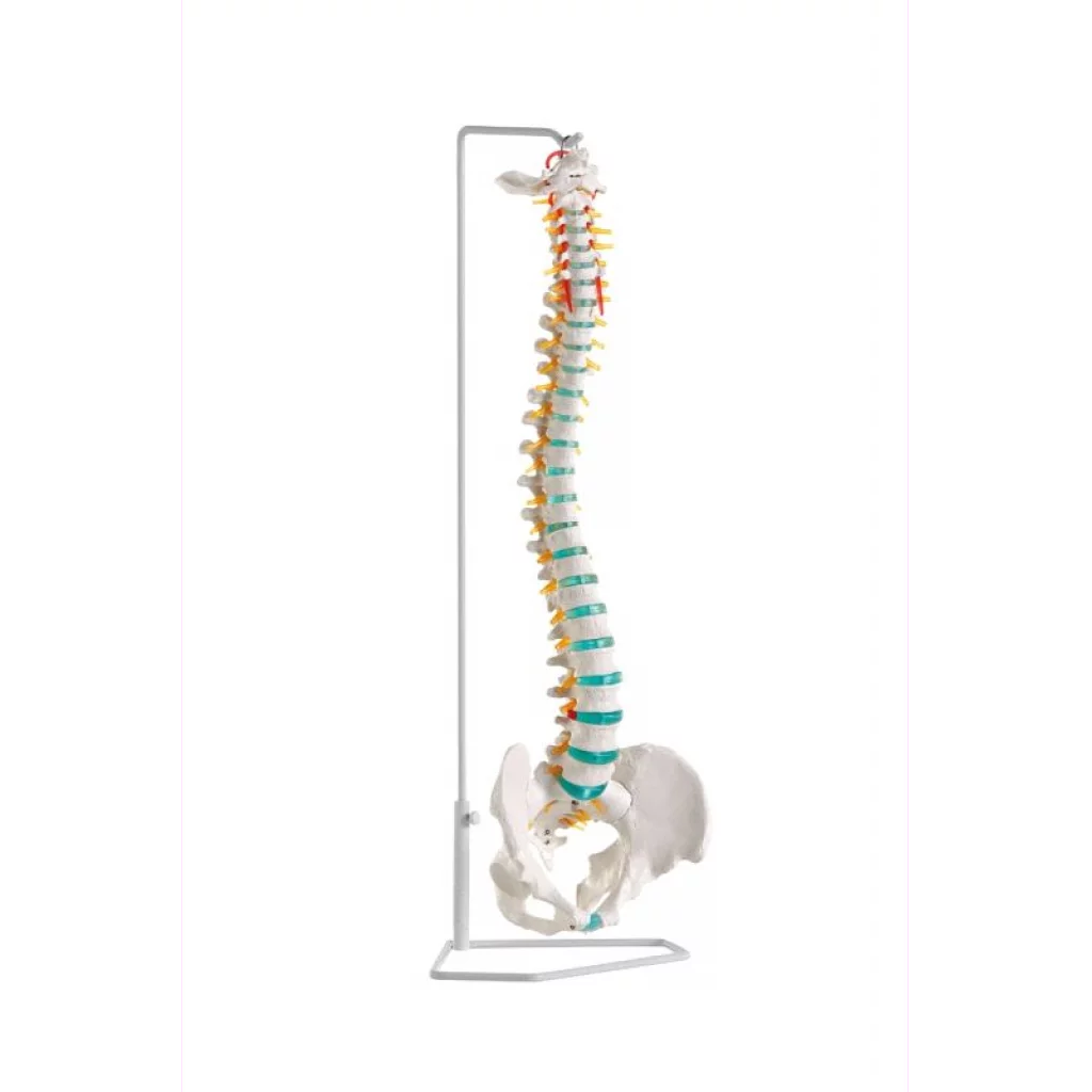 RYGGSØYLE, fleksibel m/bekken og stativ A250