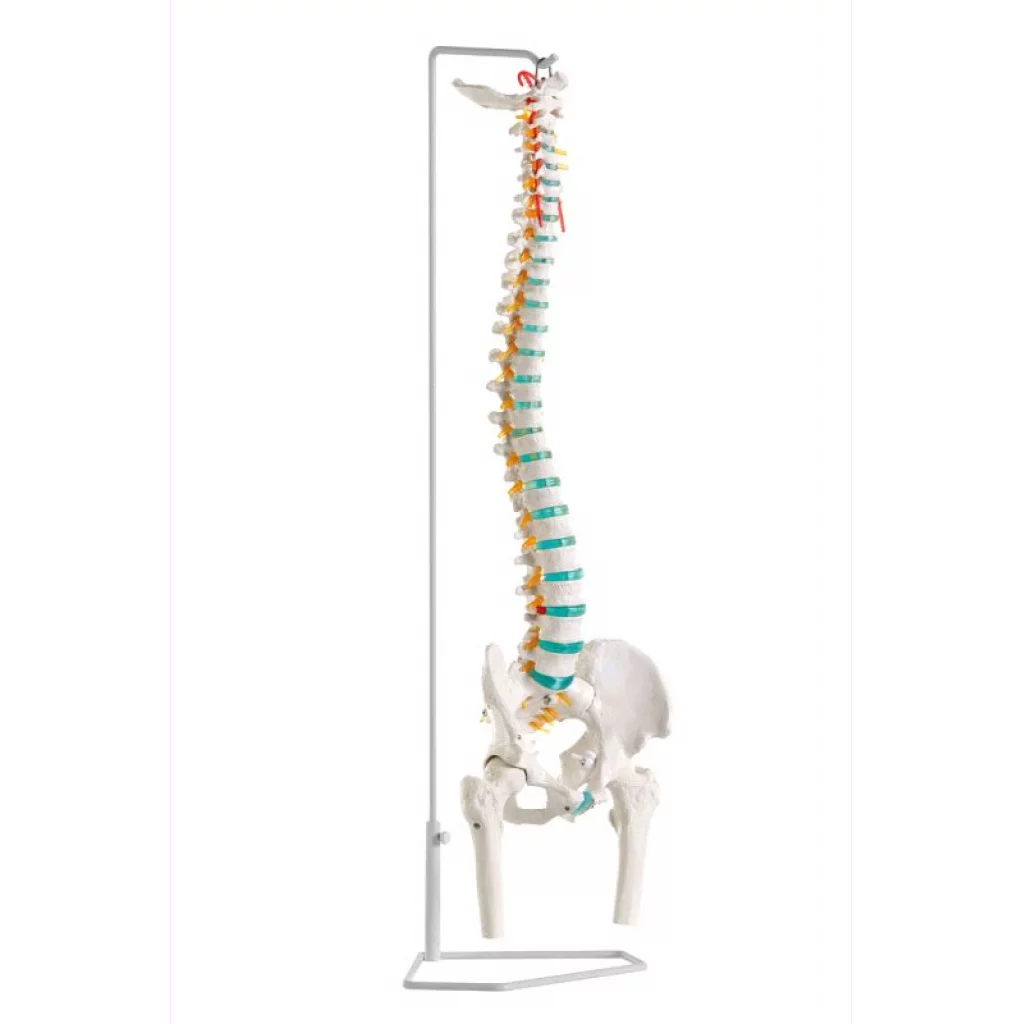 RYGGSØYLE, fleksibel m/bekken, lårbensstumper og stativ A251