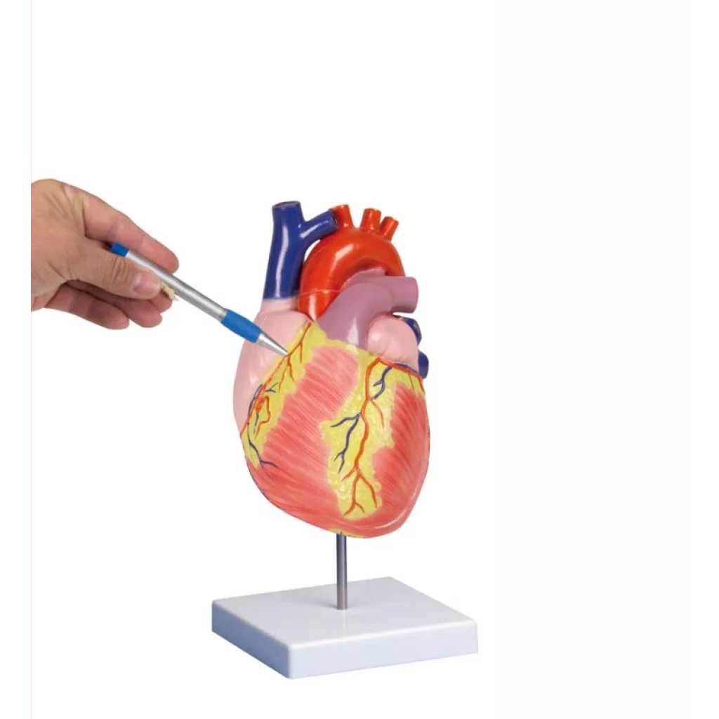 HJERTEMODELL LIFE SIZE str. 2 deler  m/stativ G310