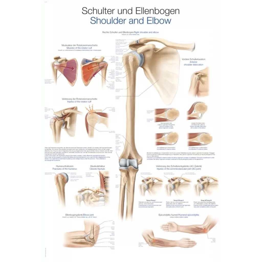 PLAKAT "Shoulder and Elbow" 50x70cm -   AL539