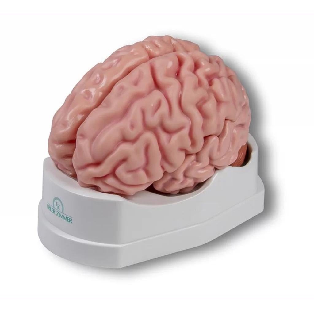 HJERNEMODELL 5 deler C218/C918