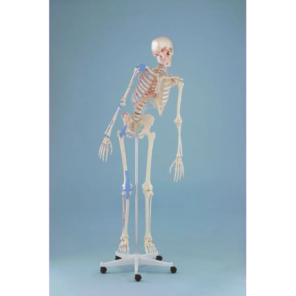 SKJELETT "MAX" m/bev.rygg,ligament,muskelmark og stativ