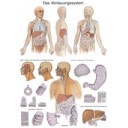 plakat-digestive-system-70x100-cm-al117-plast