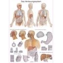 plakat-digestive-system-70x100-cm-al117-plast