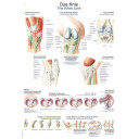 plakat-the-knee-50x70cm-al547