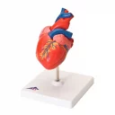 hjertemodell-life-size-2-deler-m-stativ-g08-3b