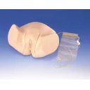 kateteriseringsmodell-kvinne-lm-61