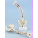 ryggsoyle-bevegelig-m-bekken-og-stativ-4006-4099