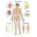 plakat-nervous-system-70x100-cm-al-105-plast