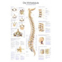 plakat-human-spine-70x100-cm-al107-plast