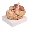 hjernemodell-9-deler-med-arterier-m-bordholder-c220